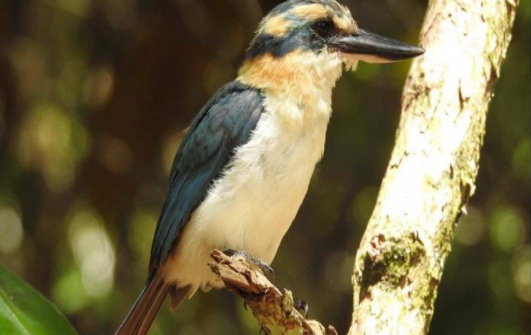 Mangaia Kingfisher